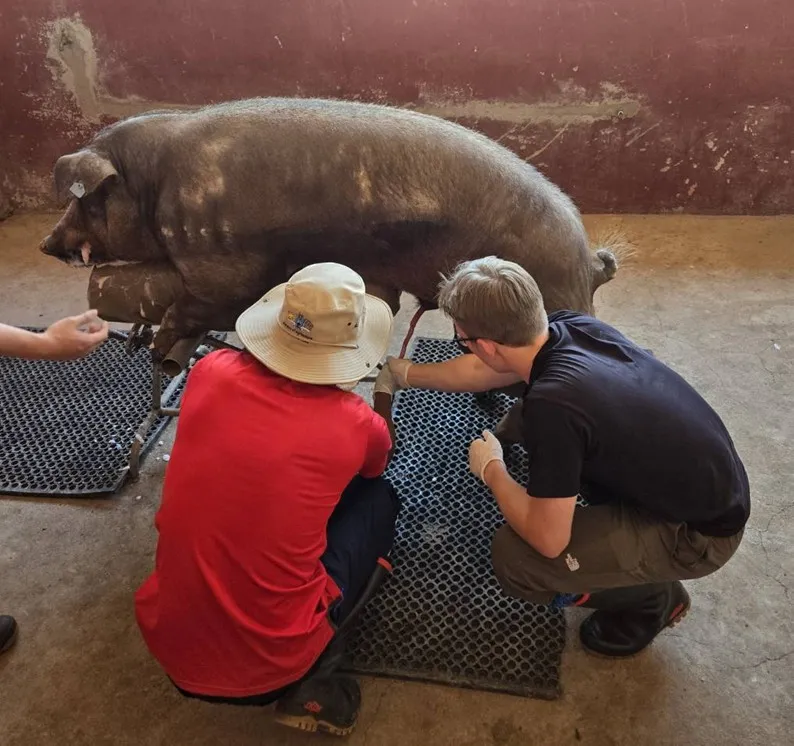 Collecting boar semen in Africa: IMAS Student Antoni Mazek as NCCU Campus Ambassador to Eswatini