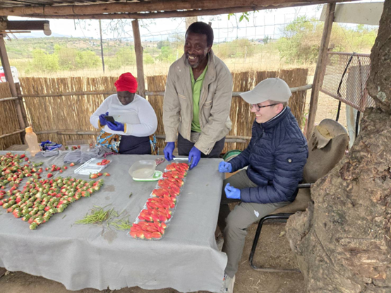 Antoni Mazek packed strawberries with farmers for market delivery.