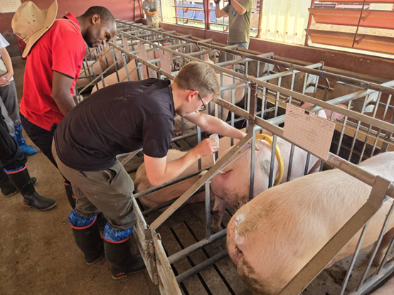 Antoni Mazek performed artificial insemination on a sow.